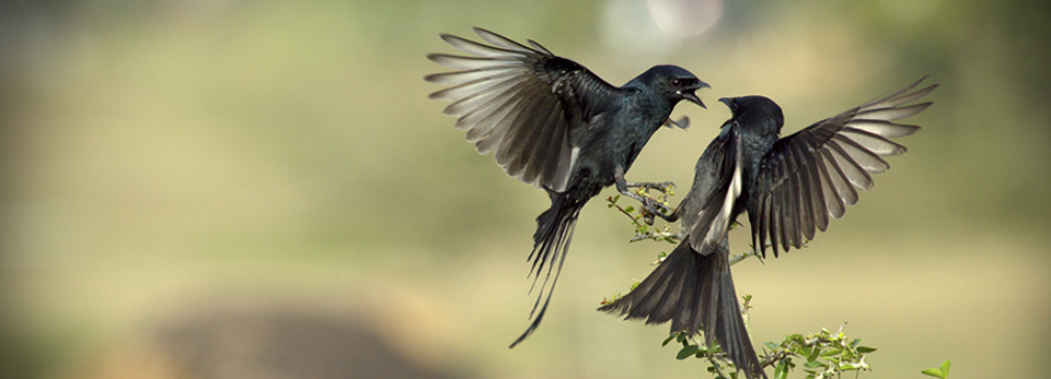 短信轰炸网页版